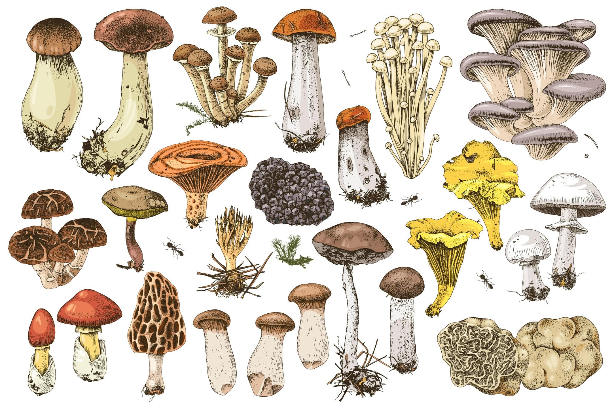 Image du contrat Contrat champignons 2025-2026