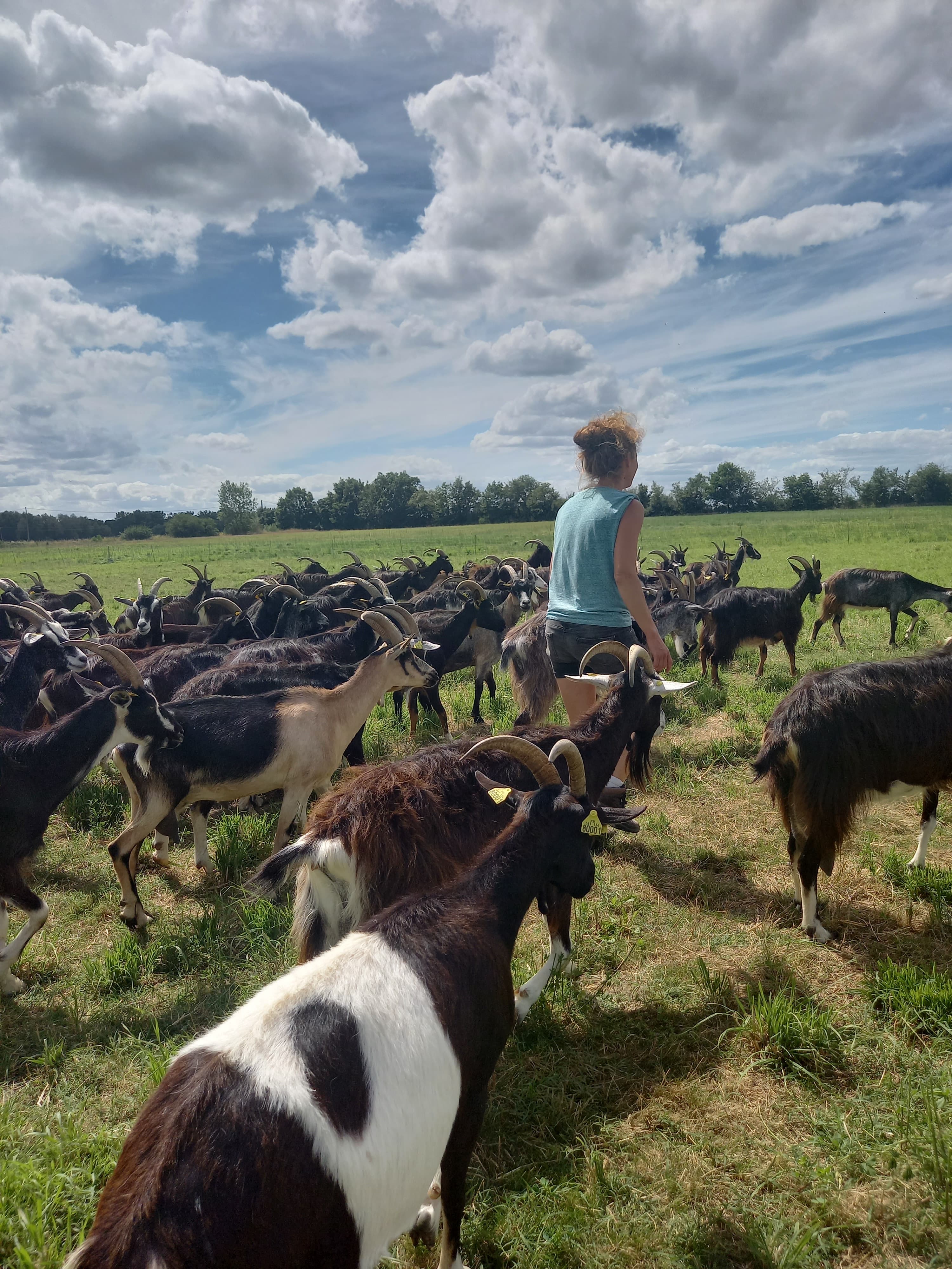 portes ouvertes de la ferme de Julie MIGAUD "la voie lactée"  6 juillet 2024