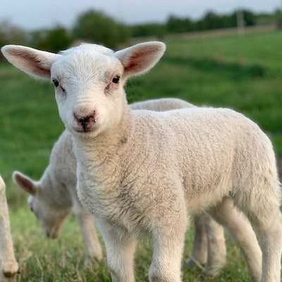 Contrat viande d'agneau et merguez 2023